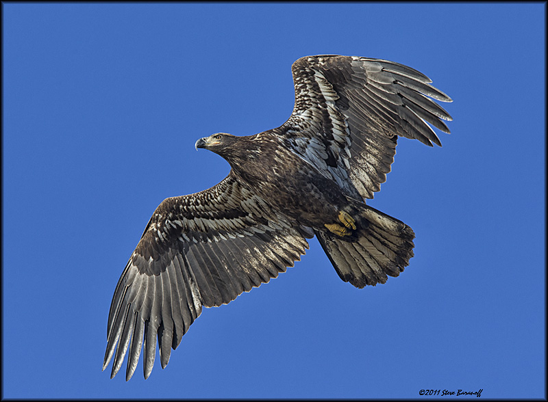 _1SB8615 immature bald eagle.jpg